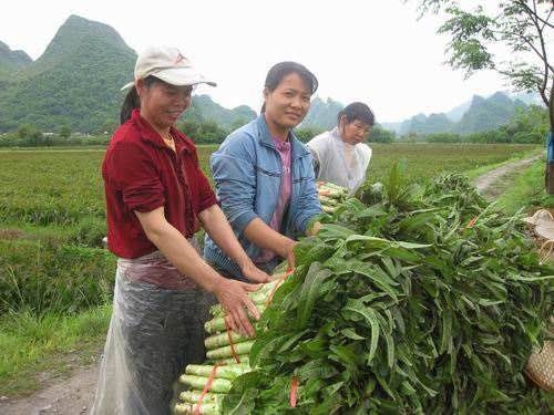 惠州蔬菜配送公司